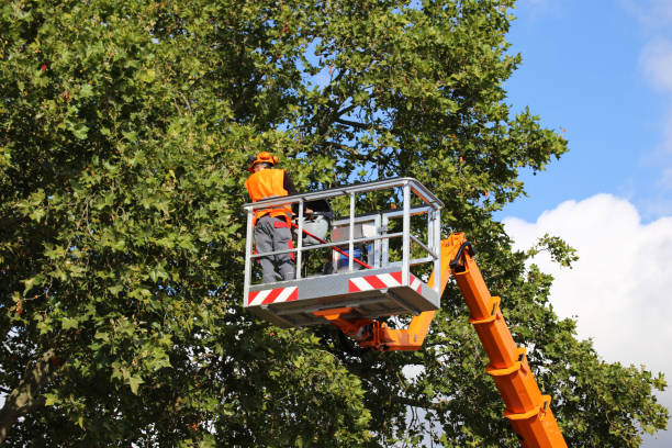  Hope Mills, NC Tree Removal Pros