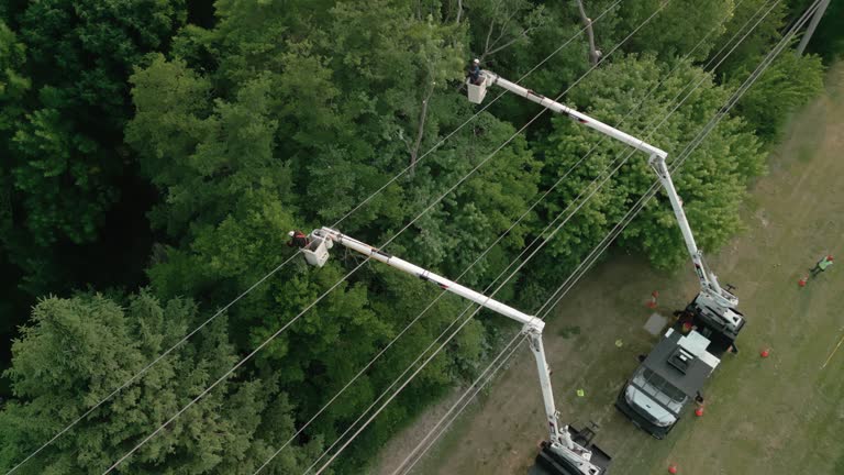 Best Tree Trimming and Pruning  in Hope Mills, NC