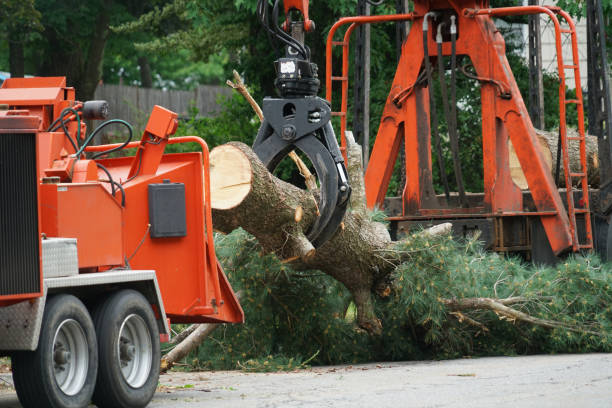 Best Lawn Renovation and Restoration  in Hope Mills, NC