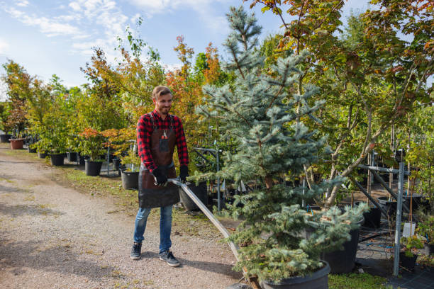 Best Emergency Tree Removal  in Hope Mills, NC