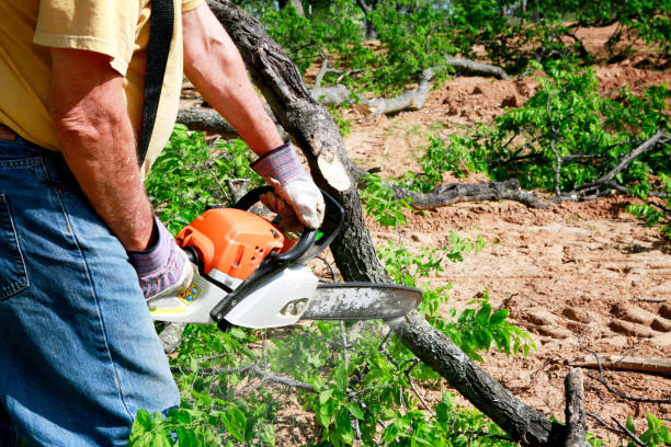 Best Emergency Tree Removal  in Hope Mills, NC